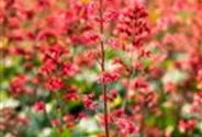 Heuchera x cult. CITY-Ser.'Paris'