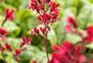 Heuchera x cult. CITY-Ser.'Paris'