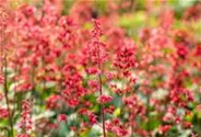 Heuchera x cult. CITY-Ser.'Paris'