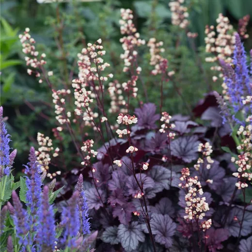 Heuchera x cult. CITY-Ser.'Shanghai' Heuchera x cult. CITY-Ser.'Shanghai'
