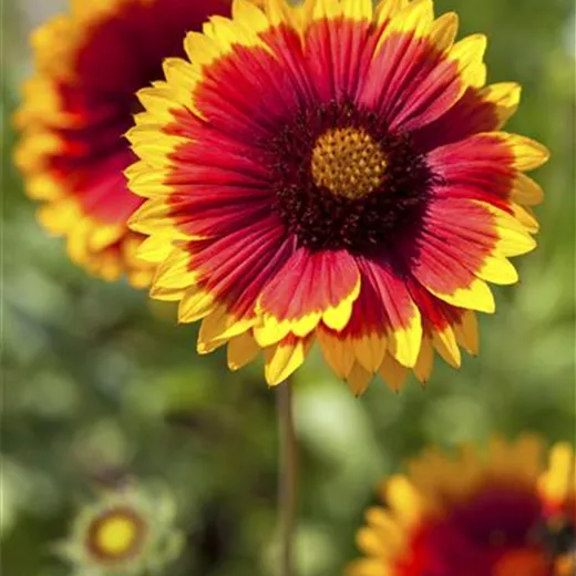 Großblumige Garten-Kokardenblume 'Kobold' Großblumige Garten-Kokardenblume 'Kobold'