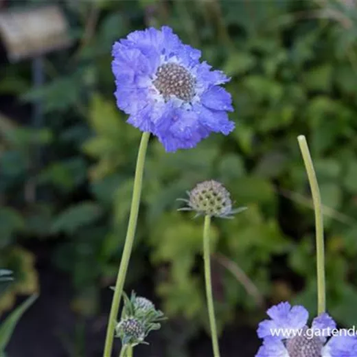 Große Garten-Skabiose 'Perfecta' Große Garten-Skabiose 'Perfecta'