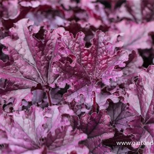 Heuchera x cult.'Forever Purple' Heuchera x cult.'Forever Purple'