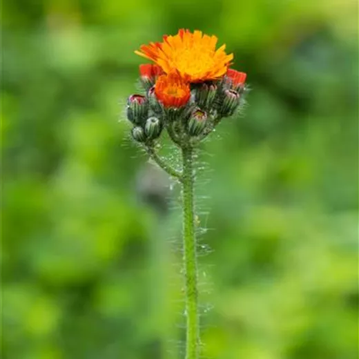 Hieracium aurantiacum Hieracium aurantiacum