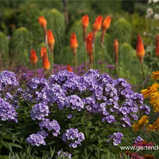 Hohe Flammenblume Hohe Flammenblume