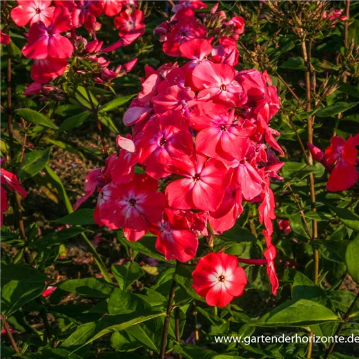 Hohe Flammenblume Hohe Flammenblume
