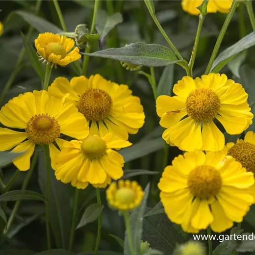 Herbst-Sonnenbraut Herbst-Sonnenbraut