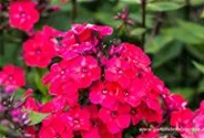 Hohe Garten-Flammenblume 'Grenadine Dream'®