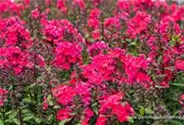 Hohe Garten-Flammenblume 'Grenadine Dream'®