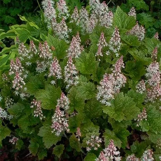 Herzblättrige Schaumblüte Herzblättrige Schaumblüte