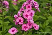 Hohe Garten-Flammenblume 'Jeff´s Pink' 