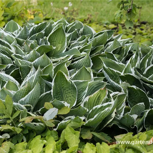 Hosta x fortunei 'Francee' Hosta x fortunei 'Francee'