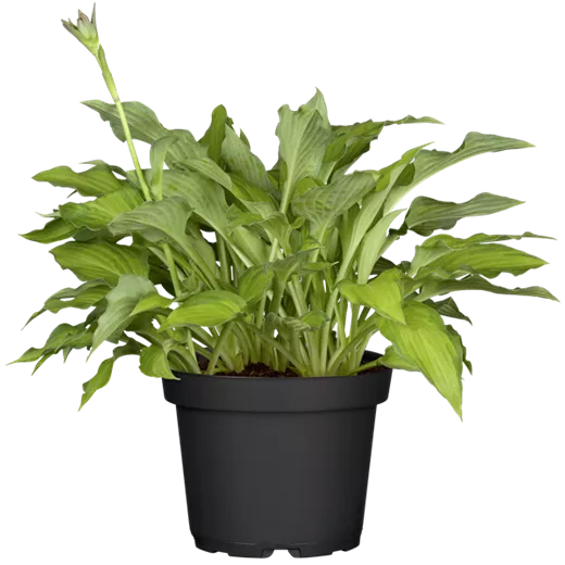 Hosta x fortunei 'Gold Standard' Hosta x fortunei 'Gold Standard'