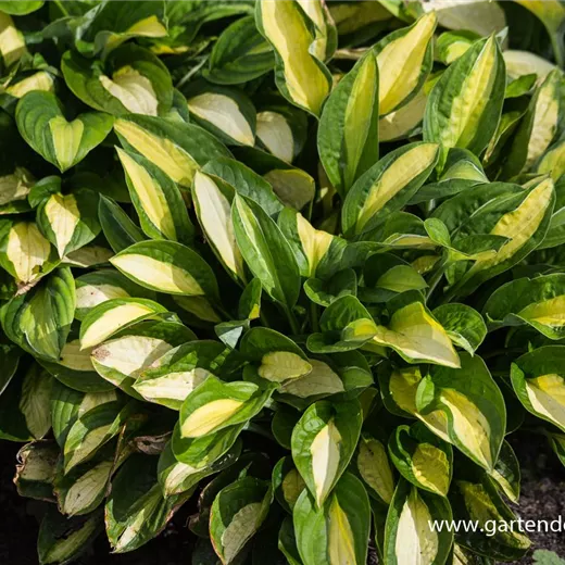 Hosta x fortunei 'Gypsy Rose' Hosta x fortunei 'Gypsy Rose'