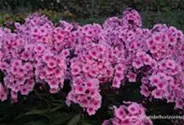 Hohe Flammenblume