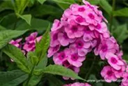 Hohe Flammenblume
