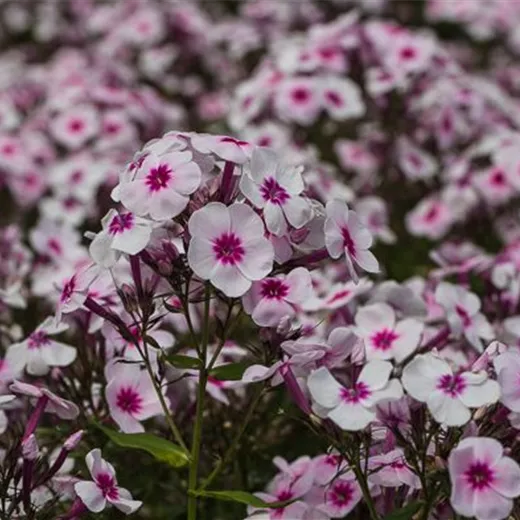 Hohe Garten-Flammenblume 'Swizzle' Hohe Garten-Flammenblume 'Swizzle'