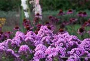 Hohe Flammenblume
