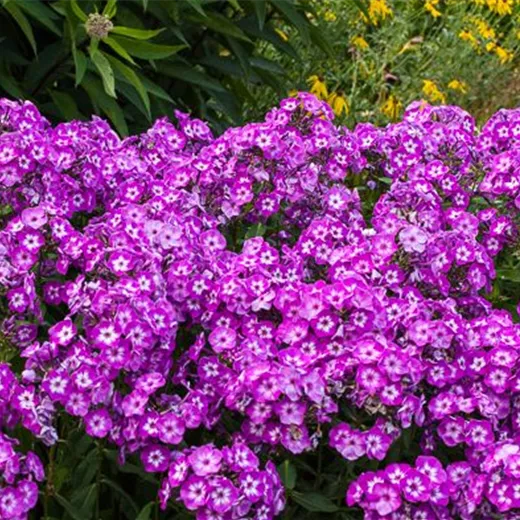 Hohe Garten-Flammenblume 'Uspech' Hohe Garten-Flammenblume 'Uspech'