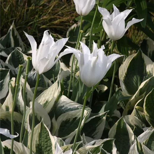 Hosta x fortunei 'Patriot' Hosta x fortunei 'Patriot'