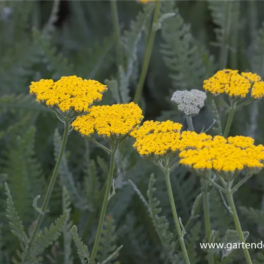 Hohe Garten-Gold-Garbe 'Coronation Gold' Hohe Garten-Gold-Garbe 'Coronation Gold'