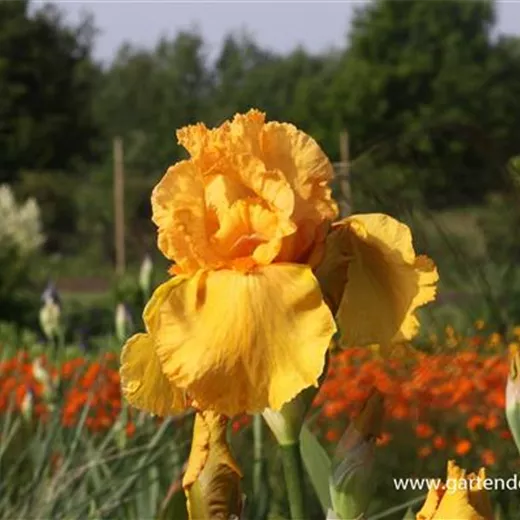 Hohe Garten-Schwertlilie Hohe Garten-Schwertlilie