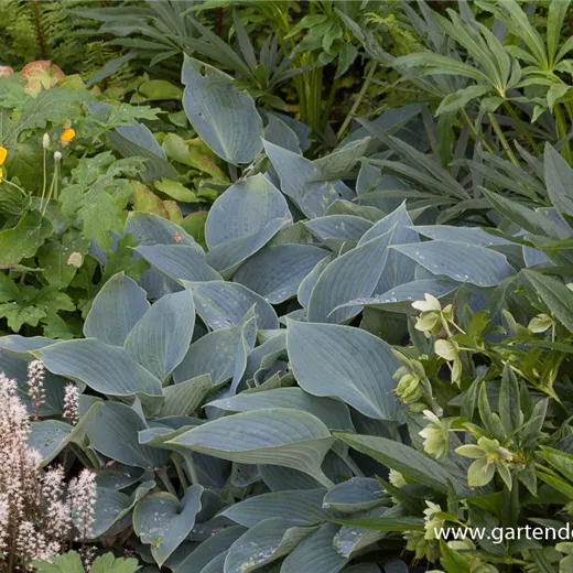 Hosta x tardiana 'Halcyon' Hosta x tardiana 'Halcyon'