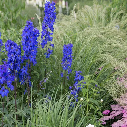 Hoher Garten-Rittersporn 'Finsteraarhorn'