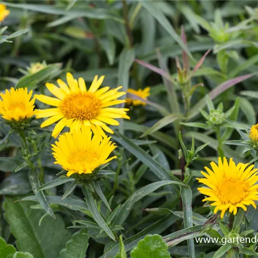 Inula ensifolia, gen. Inula ensifolia, gen.