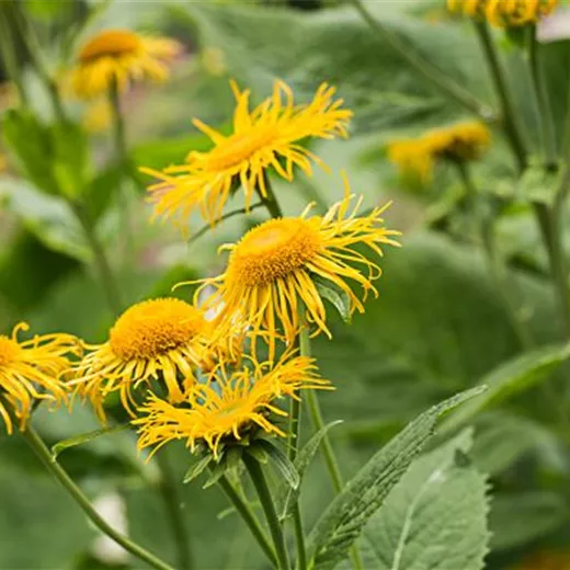 Inula magnifica Inula magnifica
