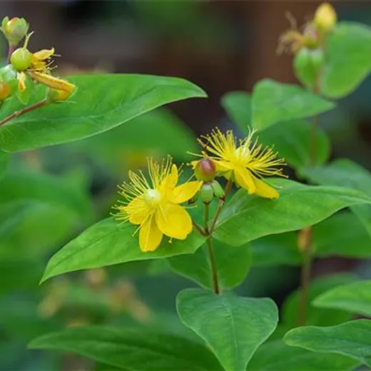 Hypericum perforatum Hypericum perforatum