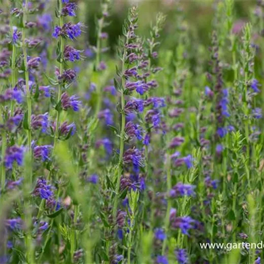 Hyssopus officinalis Hyssopus officinalis
