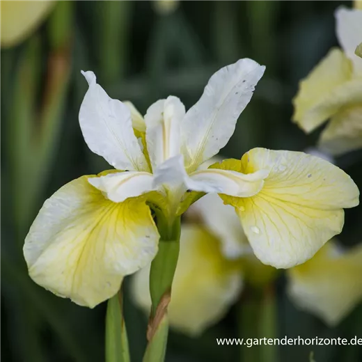 Iris sibirica 'Butter and Sugar' Iris sibirica 'Butter and Sugar'