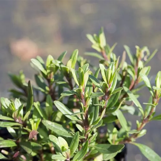 Hyssopus officinalis ssp.aristatus Hyssopus officinalis ssp.aristatus