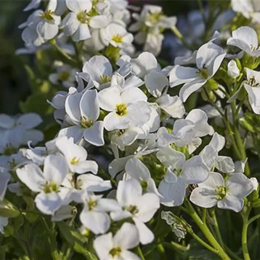 Kaukasus-Gänsekresse 'Little Treasure White' Kaukasus-Gänsekresse 'Little Treasure White'