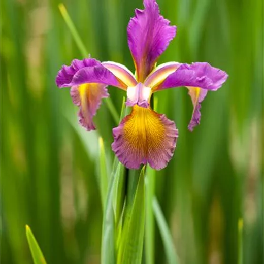 Iris spuria Iris spuria