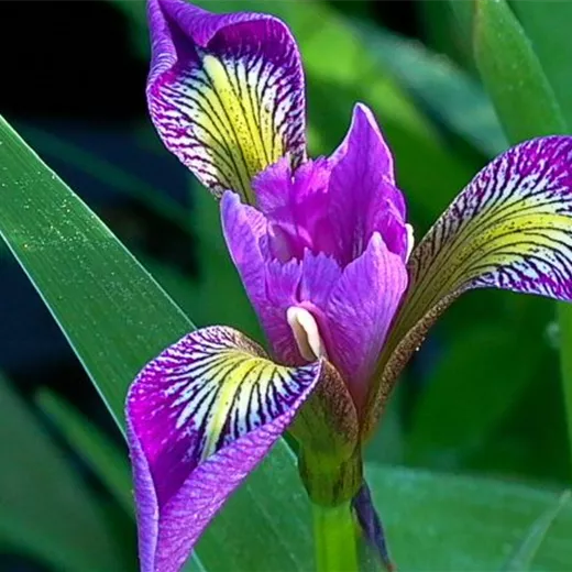 Iris versicolor Iris versicolor