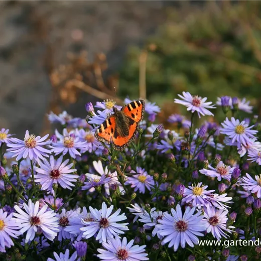 Kissen-Aster Kissen-Aster