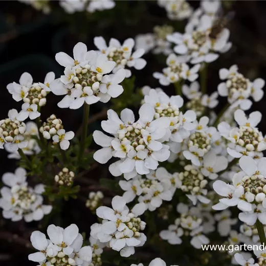 Iberis sempervirens 'Fischbeck' Iberis sempervirens 'Fischbeck'
