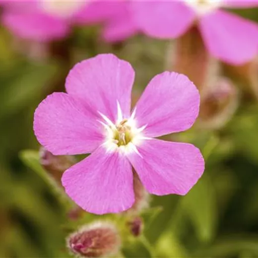 Kissen-Seifenkraut Kissen-Seifenkraut