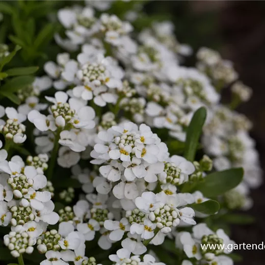Iberis sempervirens 'Zwergschneeflocke' Iberis sempervirens 'Zwergschneeflocke'