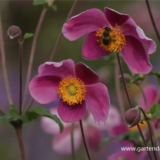 Japan-Herbst-Anemone 'Splendens' Japan-Herbst-Anemone 'Splendens'