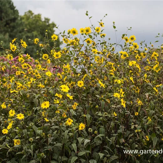 Kleinblumige Stauden-Sonnenblume Kleinblumige Stauden-Sonnenblume