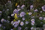 Kleinblütige Herbst-Aster 'Freiburg'