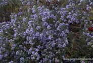 Kleinblütige Herbst-Aster 'Freiburg'