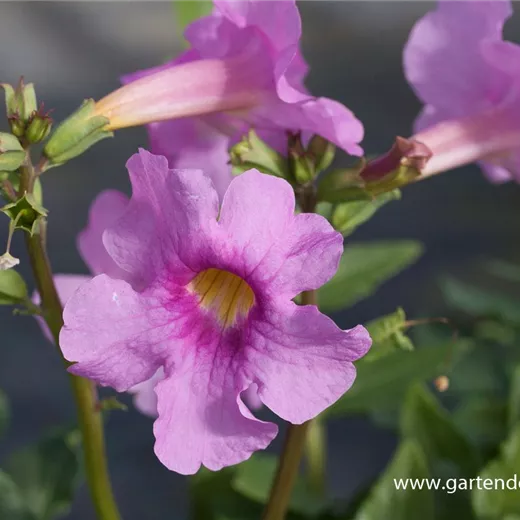 Incarvillea delavayi Incarvillea delavayi