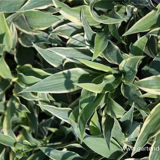 Hosta x cult.'Wolverine' Hosta x cult.'Wolverine'