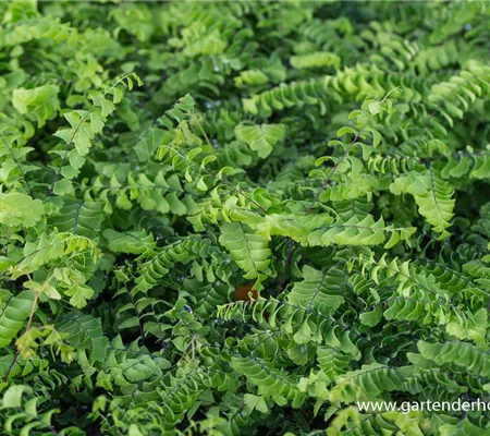 Kleiner Garten-Pfauenradfarn 'Imbricatum'