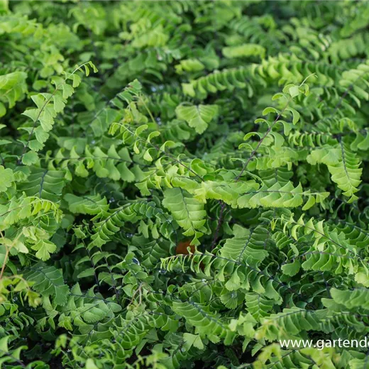 Kleiner Garten-Pfauenradfarn 'Imbricatum' Kleiner Garten-Pfauenradfarn 'Imbricatum'