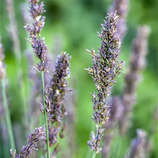 Kleines Garten-Pfeifengras 'Moorhexe' Kleines Garten-Pfeifengras 'Moorhexe'